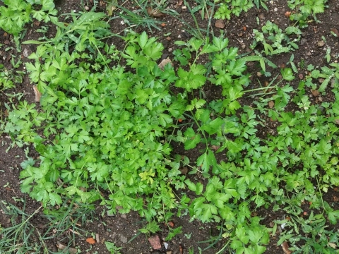 Cantinho aromáticas